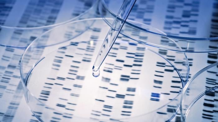 DNA sample is pipetted into a Petri dish.